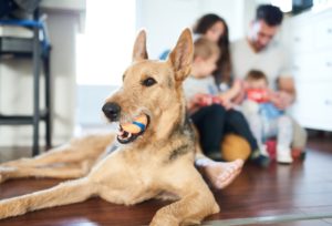 indoor air quality with dogs